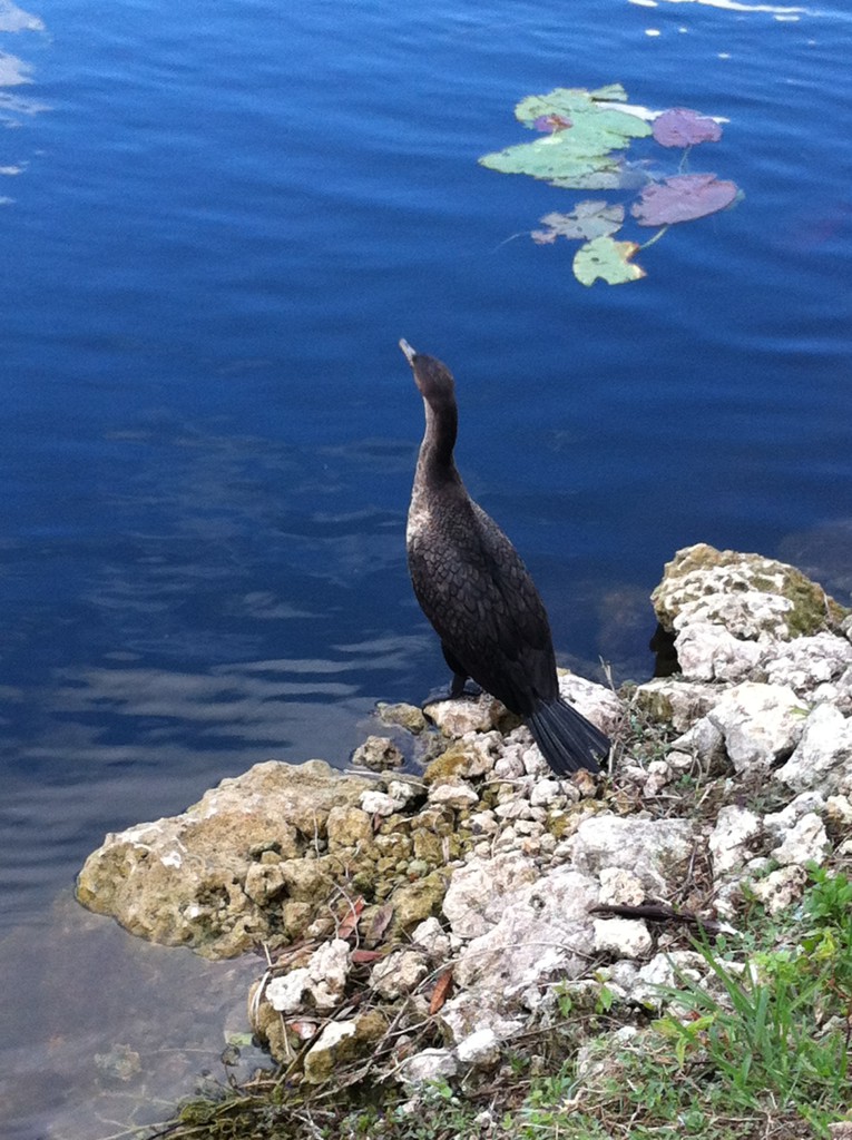 A water bird, Everglades National Park A water bird, Everglades National Park