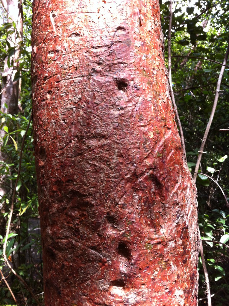 A gumbo limbo tree, the Everglades A gumbo limbo tree, the Everglades
