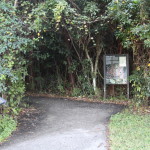Gumbo Limbo walking trail, the Everglades
