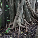 Gumbo Limbo walking trail, the Everglades