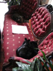 A Hemingway cat