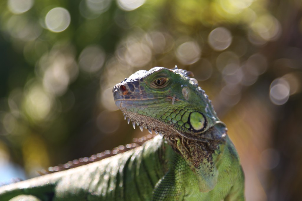 An iguana, Key West An iguana, Key West