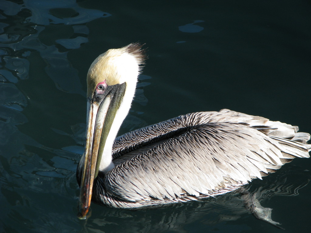 A pelican, one day in Key West A pelican, Harbor Walk, Key West