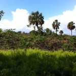 Nature in Flamingo, the Everglades