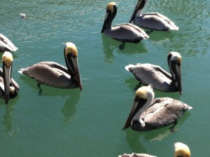 Pelicans, Harbor Walk, Key West
