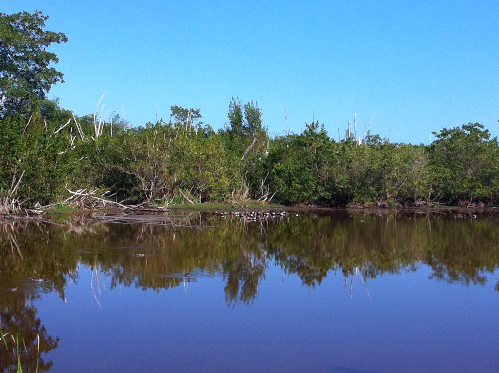 A lake north of Flamingo, Everglades National Park A lake north of Flamingo, Everglades National Park