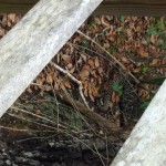 Rattle snake, Mahogany Hammock Boardwalk, Everglades National Park