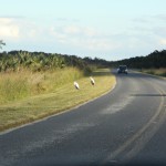Road to Everglades National Park