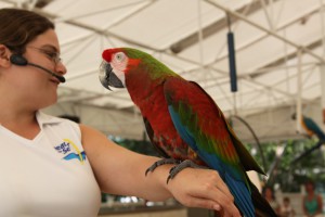 Parrot show, Theater of the Sea, drive from Miami to Key West