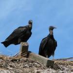 Vultures in the Everglades, Florida