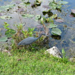 Water bird in Shark Valley, Everglades National Park, Florida