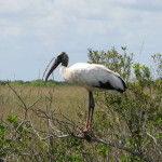 Wildlife in Shark Valley, Everglades, Florida