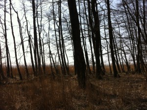 Forest in Rabka, Slowinski National Park