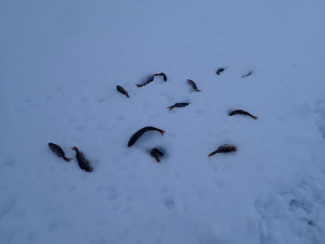 Winter fishing in Luirojärvi