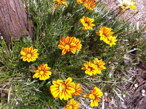 Flowers, Konyaalti Beach, Antalya