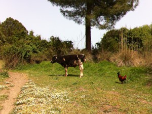 Lycian Way from Phaselis to Tekirova