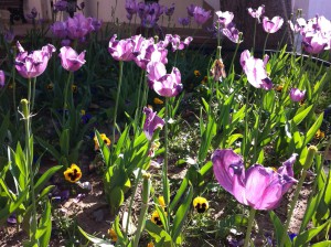 Tulips, Shopping Street, Kemer