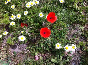 Wild Flowers, Lycian Way