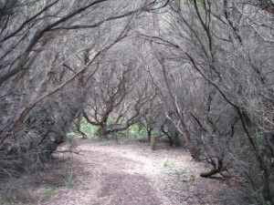 Bush-walking, Cape Otway, the Great Ocean Road
