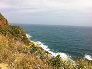 Flowers on the Great Ocean Road