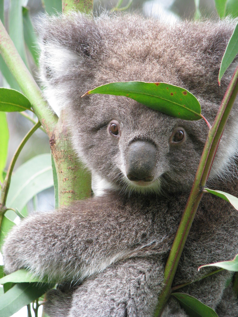 A Kennett River koala