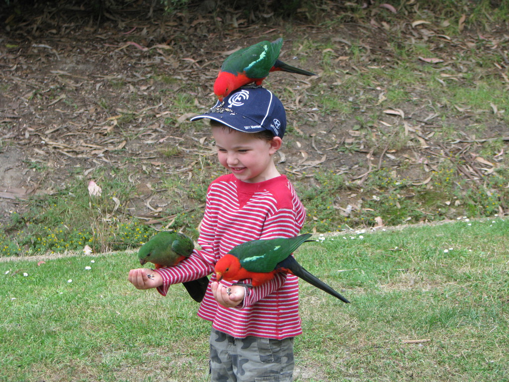 Rosellas, Kennett River Camping