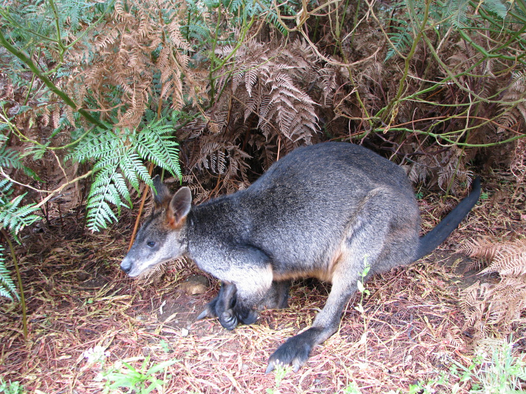 A kangaroo hiding in Tower Hill Game Reserve, the Great Ocean Road