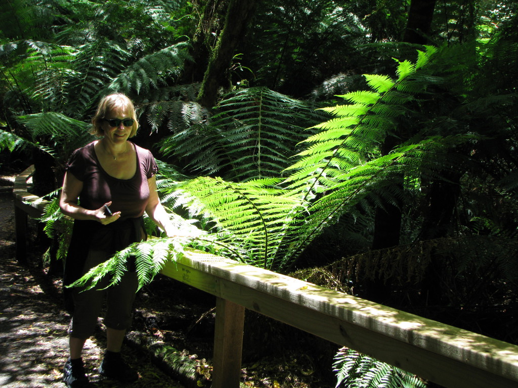 Mait's Rest, the Great Ocean Road by car