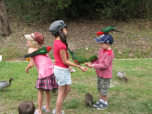Rosellas, Kennett River Camping
