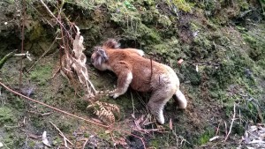 A koala crossing the road, Cape Otway