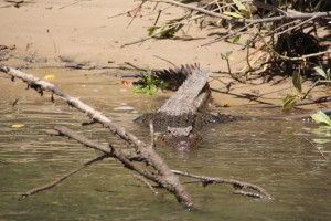 A crocodile, Daintree River