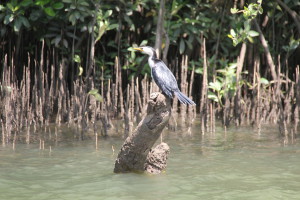 A water bird, Daintree River
