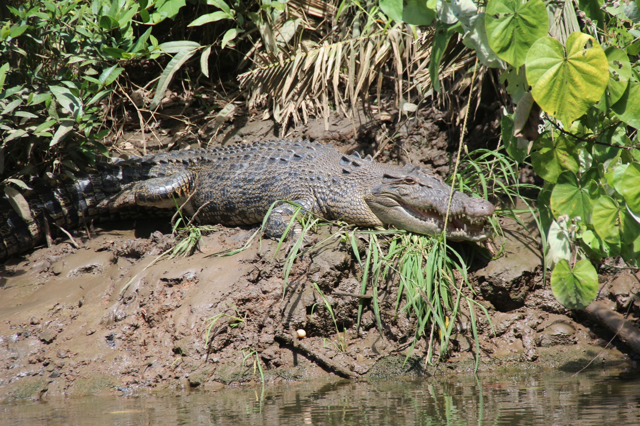 A crocodile on the banks of Daintree River A crocodile on the banks of Daintree River