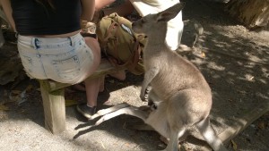 Feeding a kangaroo, Port Douglas Wildlife Habitat