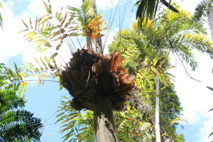 A tree and an elkhorn, Dubiji Rainforest Walk, Cape Tribulation