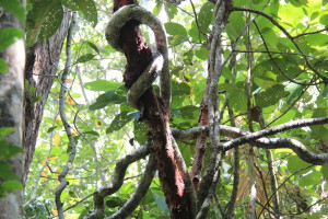 A tree, Dubiji Rainforest Walk, Cape Tribulation
