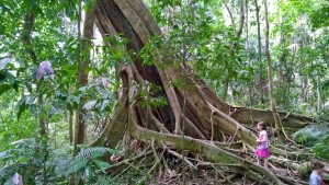 A tree in Mossman Gorge, Daintree National Park