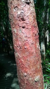 A tree, Dubiji Rainforest Walk, Cape Tribulation
