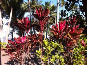 A view of Palm Cove