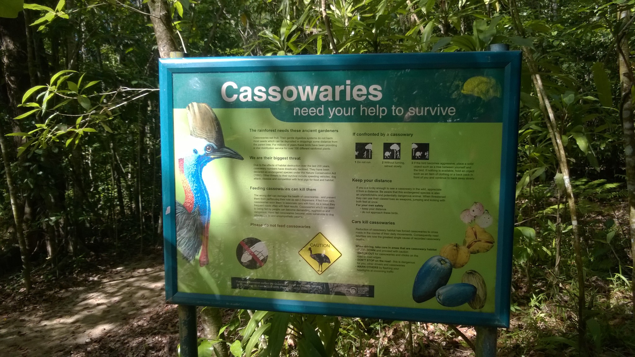 Learning about cassowaries, Jindalba Boardwalk Learning about cassowaries, Jindalba Boardwalk