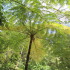 Jindalba boardwalk, Daintree