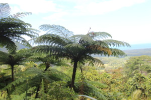 Tropical ferns, Alexandra Lookout