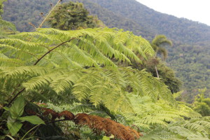 Tropical ferns, self drive trip to the Daintree Rainforest