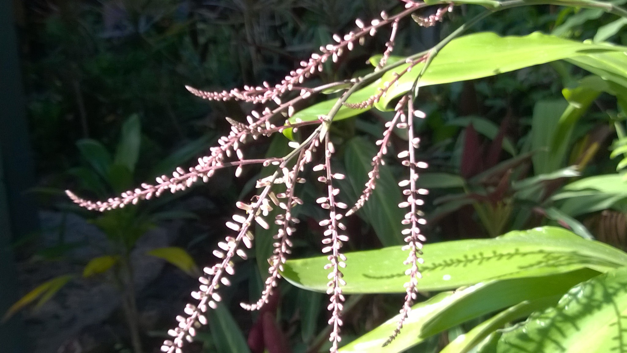 Tropical plants, Daintree Rainforest Routes and Trips