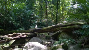 Wurrmbu Creek in Mossman Gorge, Daintree National Park