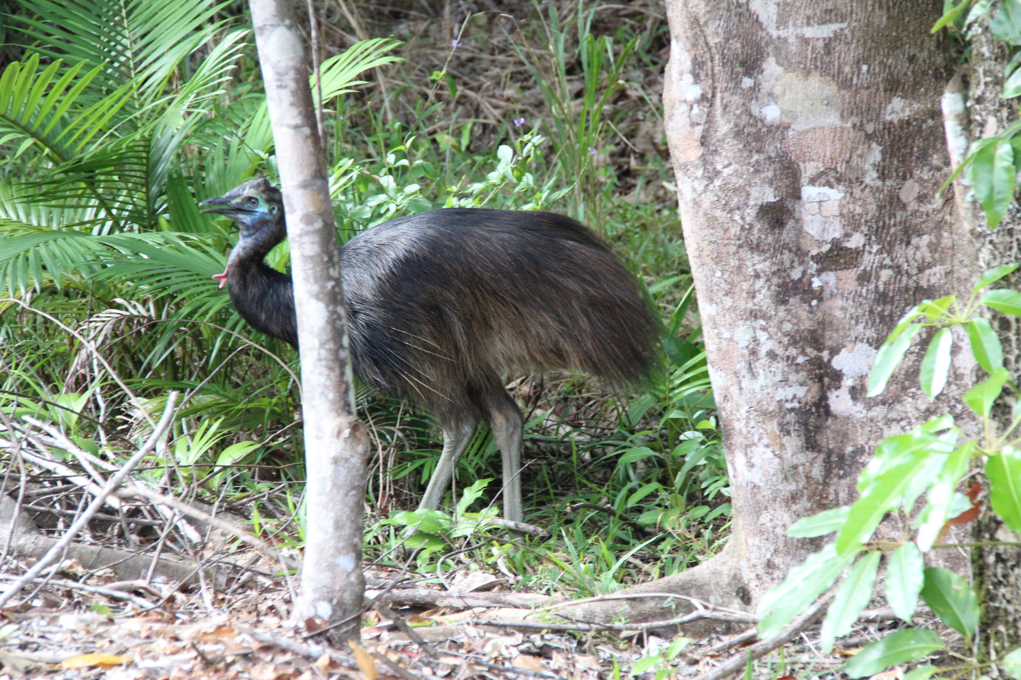 A cassowary crossing the road in Daintree Rainforest A cassowary crossing the road in Daintree Rainforest