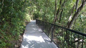 Kuliki Rainforest boardwalk, Cape Tribulation