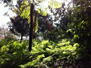 Rainforest gully in Royal Botanic Gardens, Melbourne