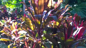 Tropical plants, self drive trip to the Daintree Rainforest