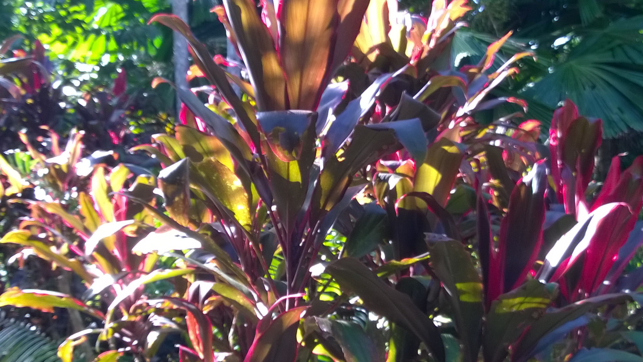 Tropical plants, Daintree Rainforest Routes and Trips